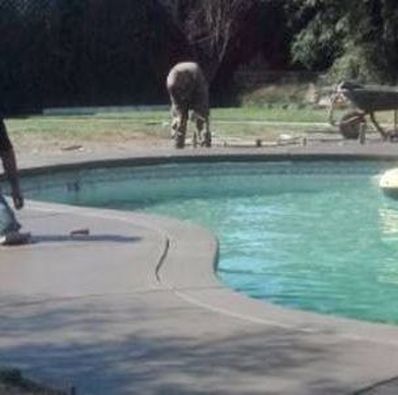 this is a picture of pool deck contractor in rocklin, ca